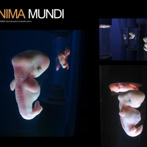 particolare embrione "Anima mundi"