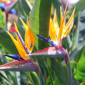 Curious or ...  in alert  ?