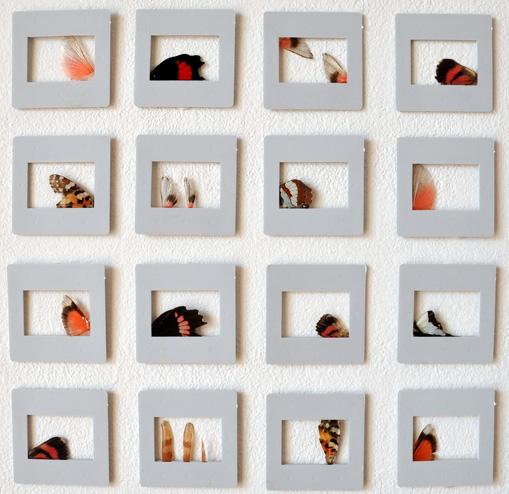 "DIA", ali di insetto vetrificate su telai da diapositiva, dimensioni variabili, dal 2010