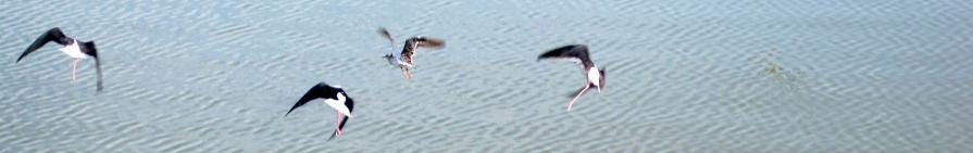 Pushkar Lake View # 1