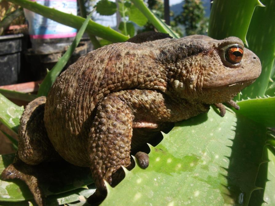 Meditazione sulle spine