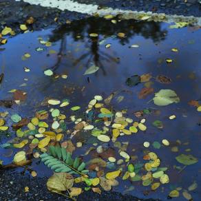 Autumnal Puddle