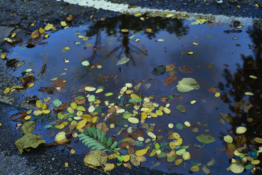 Autumnal Puddle