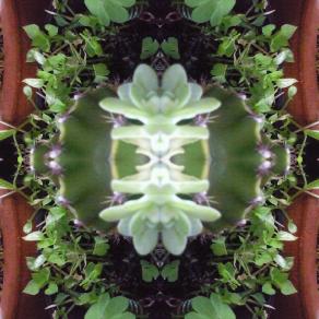 Magiche Forme della Natura