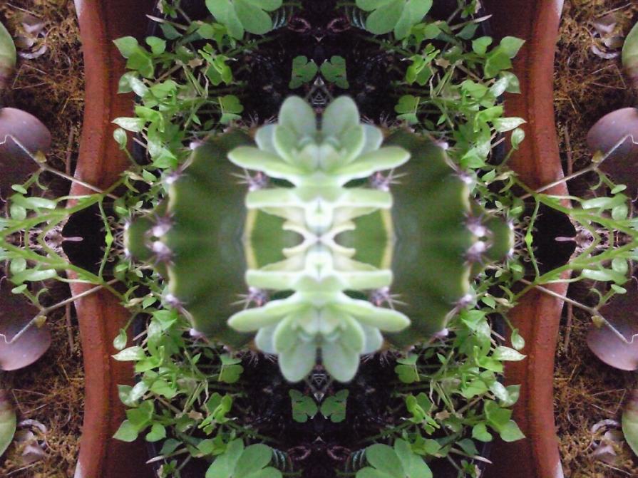 Magiche Forme della Natura