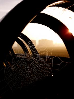 Perfezione del mattino