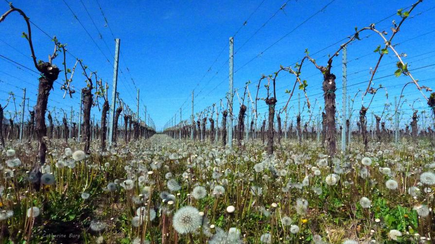 Et le vent soufflera...