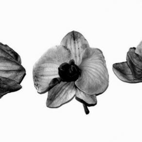 Three beauties Three beauties