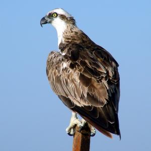 Egitto. Luxor e Marsa Alam