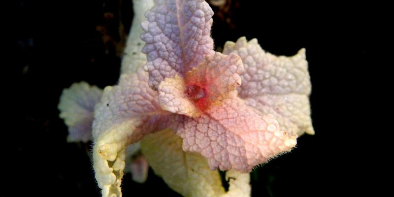 mentha multicolori - eine Rarität