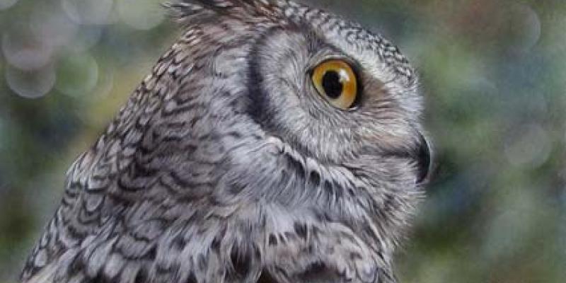 WILDLIFE - IL MONDO DEGLI ANIMALI WILDLIFE - IL MONDO DEGLI ANIMALI