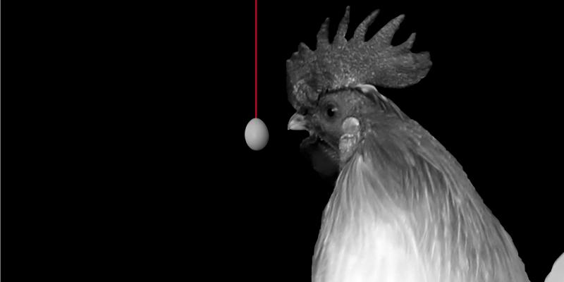 L'enigma del gallo