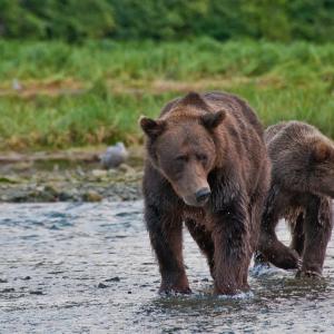 USA. Alaska 1/3. Forme di vita