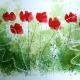 Barbara Berger - Poppies
