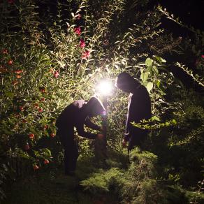 (Serie Attempts) Impianto notturno