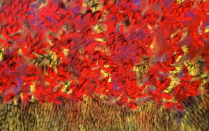 ROBERTO DEL FABBRO - BLOOM