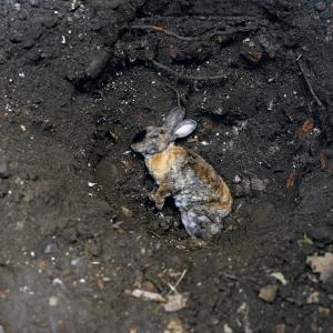 Our Rabbit Our Rabbit