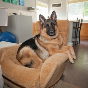 Domestic Animals: Eva