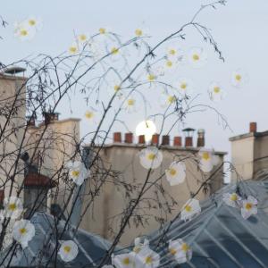 Architecture and flowers: a city idyll