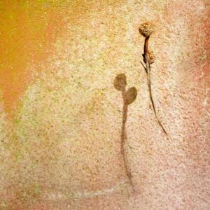 Naide Bigliardi. Stranaluce