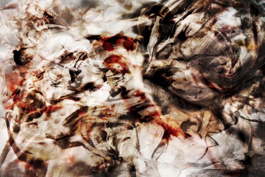 Equus Ferus Caballus