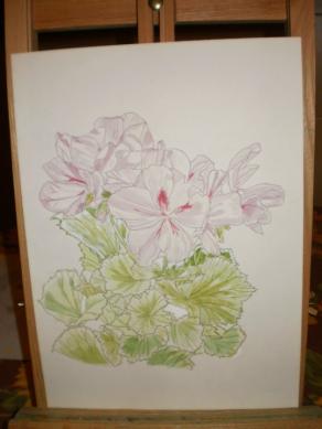 Pelargonium imperiale