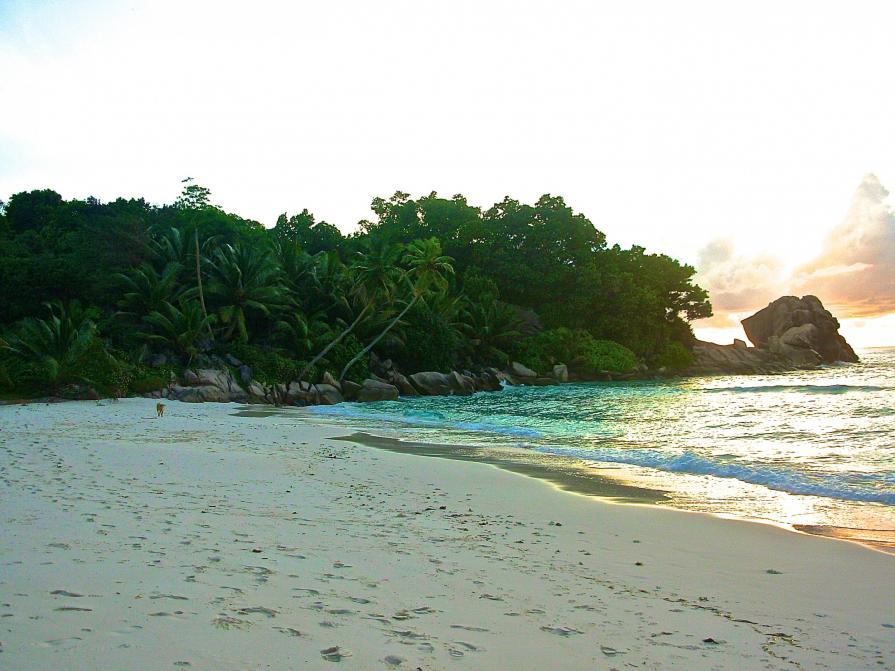  Cane in fondo alla spiaggia al tramonto. Niente di particolare. 