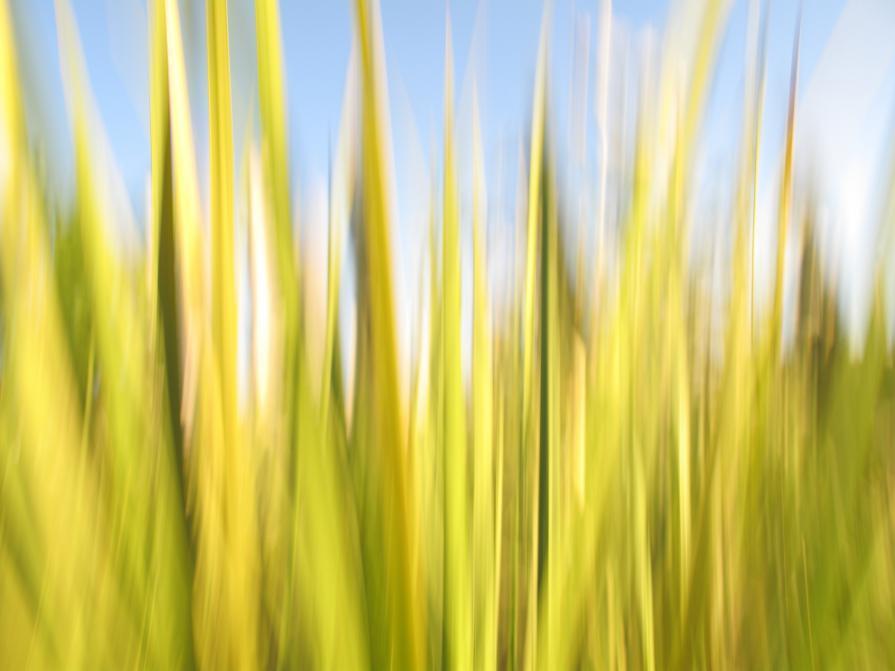 Yellow Moon Yellow Moon