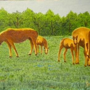 LG 0277 - Fattrici e puledri al pascolo