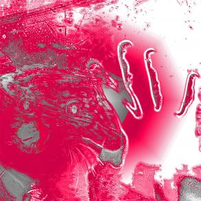 Io non voglio rinunciare !!!