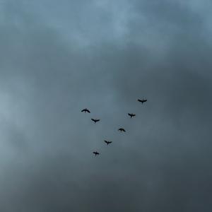 A Sky Full Of Stars For A Roof