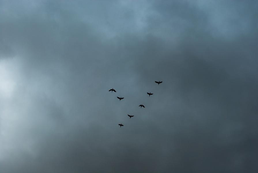 A Sky Full Of Stars For A Roof