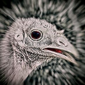 Io sono sensiente   ( I feel ) 