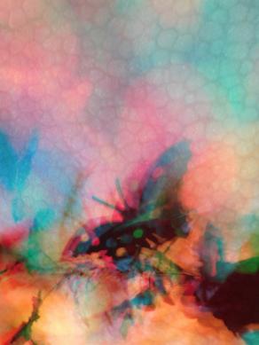 I COLORI DELLA BIODIVERSITÀ