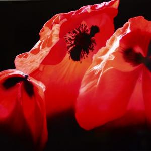 Flos, Floris - La declinazione di un fiore