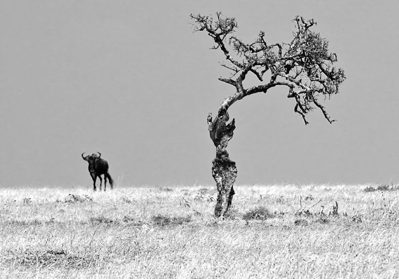 Russia & Italia - Anna Telova Vedovato & Chiara Pini