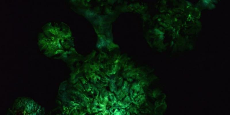 Enrico Magnani, Searching the Unknown. The Dark Matter Collection