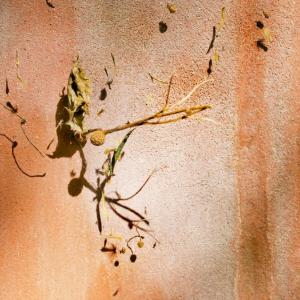 Naide Bigliardi. Stranaluce