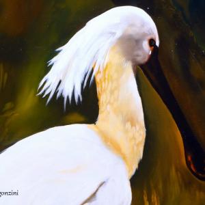 ART ANIMALIER AL CLUB LA MERIDIANA DI MODENA 