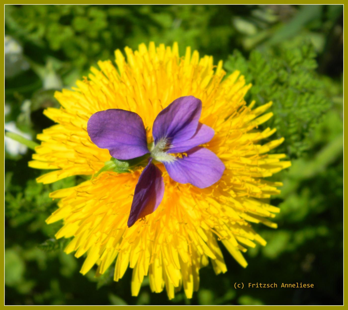 love viola odorata  sunny day