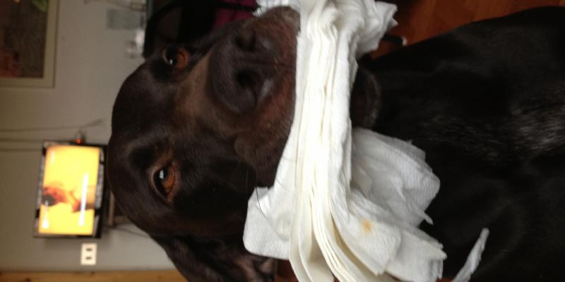 The work Will be The sponsor