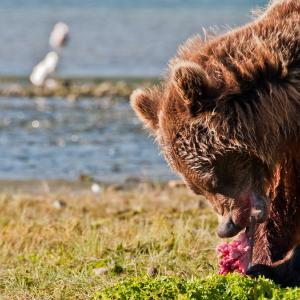 USA. Alaska 1/3. Forme di vita