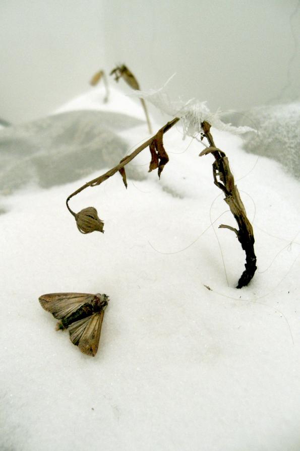 Baia del Silenzio_la notte prima (particolare)