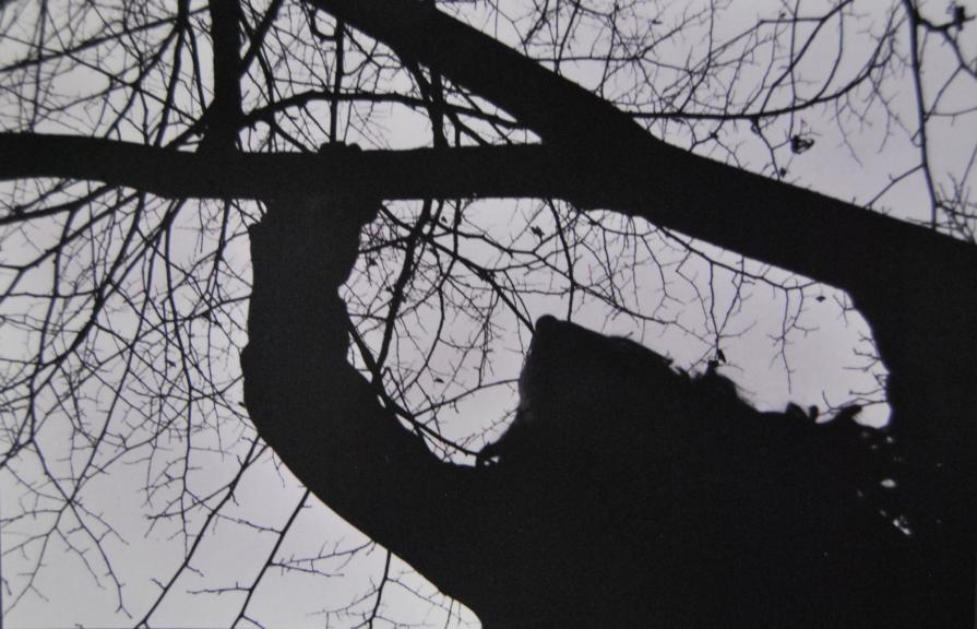 Shadow in the twilight