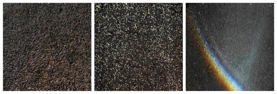 proto_agonia 10 luglio semina