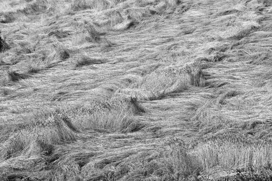 tessuto vitale tessuto vitale