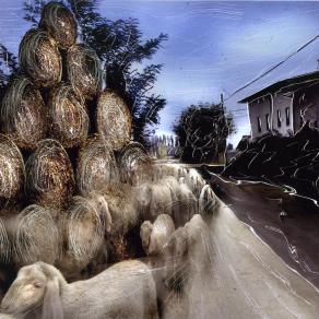 transumanza in atto.