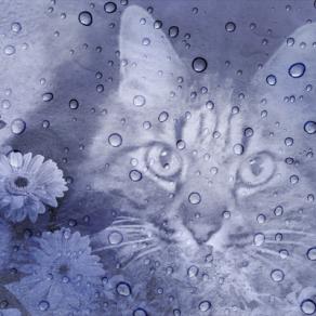 Sei un pensiero speciale !!!