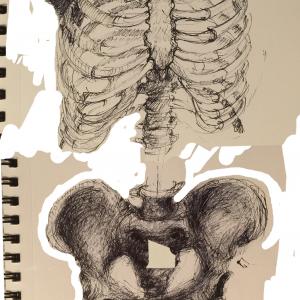 study of ribcage and pelvis study of ribcage and pelvis