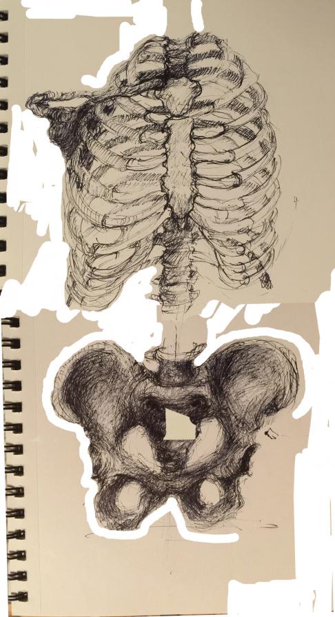 study of ribcage and pelvis